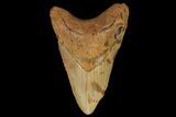 Bargain, Fossil Megalodon Tooth - North Carolina #109796-1